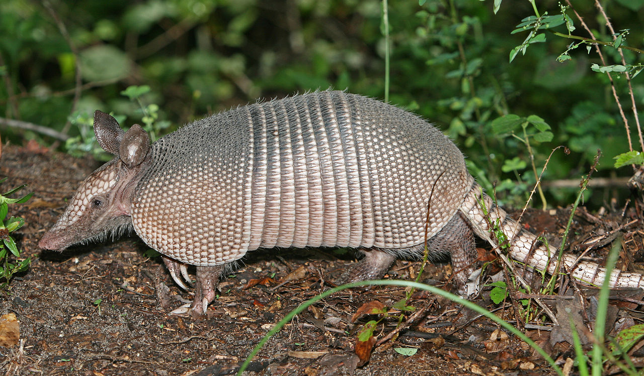  nagy szőrös tatu